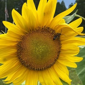 Meet your Posher, Debra